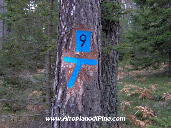 Segni negli alberi