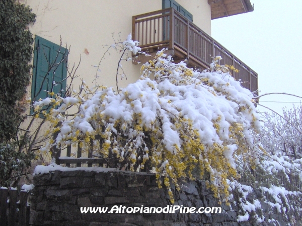 La forsizia fiorita e la neve 