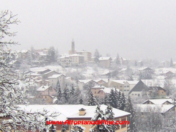 Miola immersa nella neve