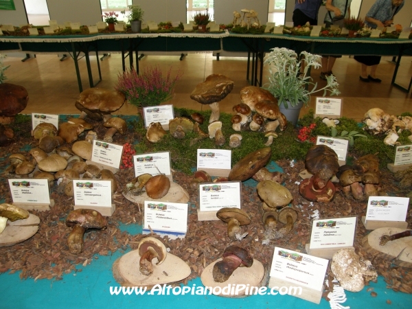 Mostra funghi, fiori e piante delle nostre montagne 2012