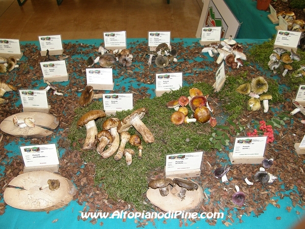 Mostra funghi, fiori e piante delle nostre montagne 2012