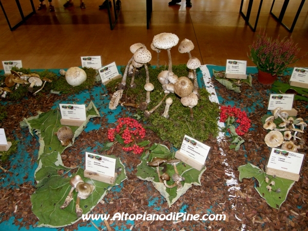 Mostra funghi, fiori e piante delle nostre montagne 2012