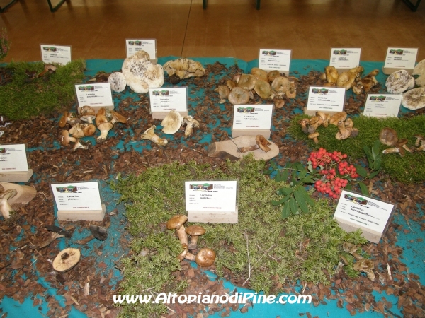 Mostra funghi, fiori e piante delle nostre montagne 2012