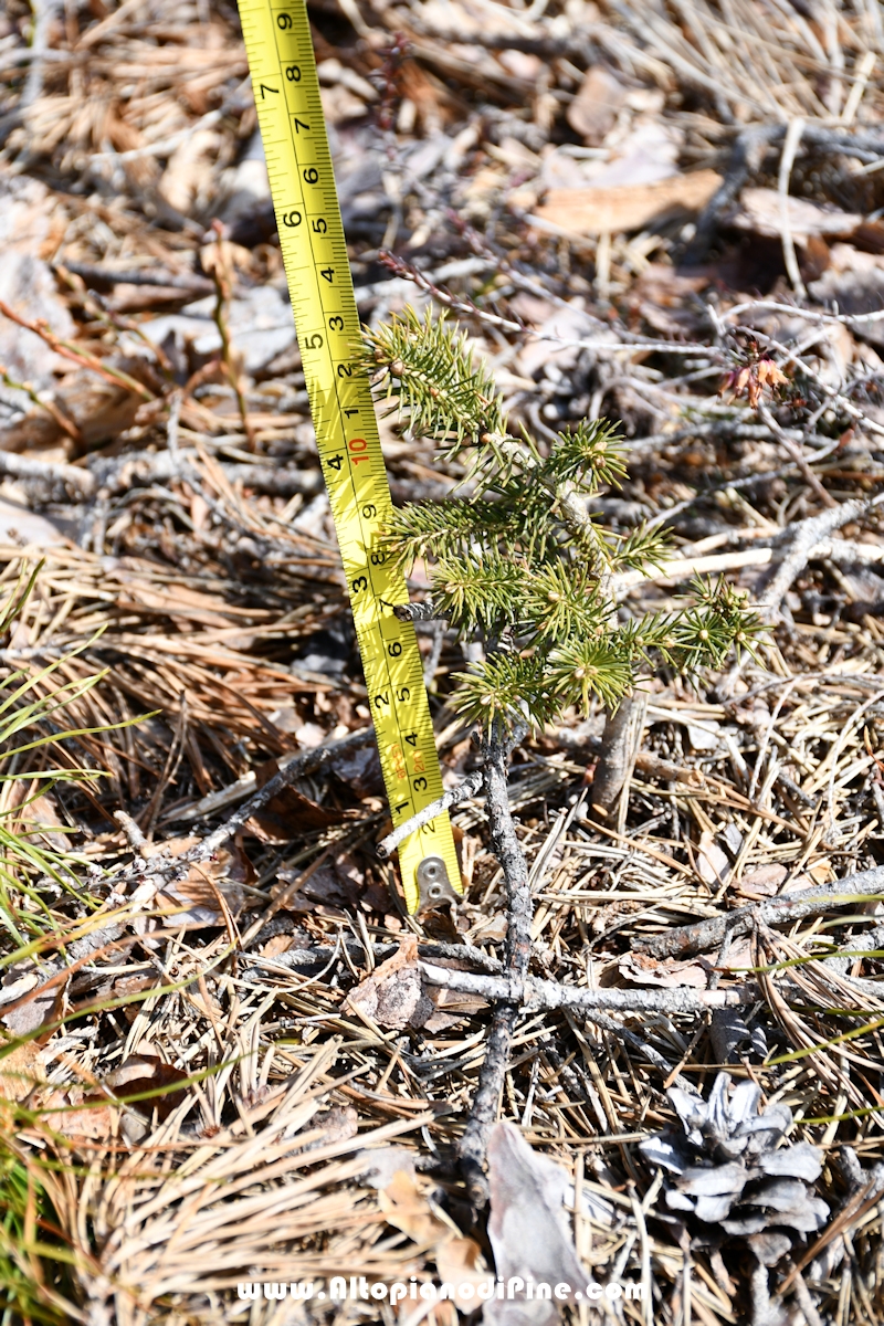 Bosco del Futuro - Tressilla - aprile 2021