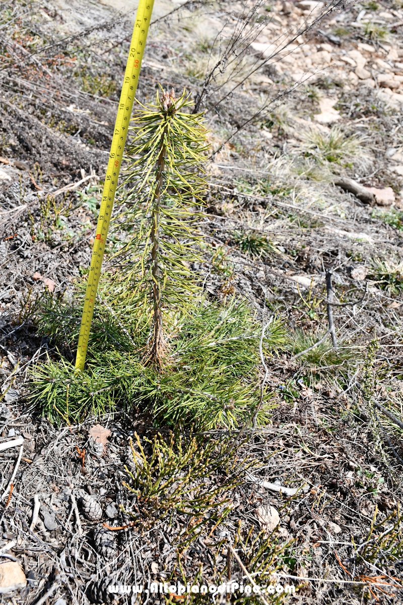 Bosco del Futuro - Tressilla - aprile 2021