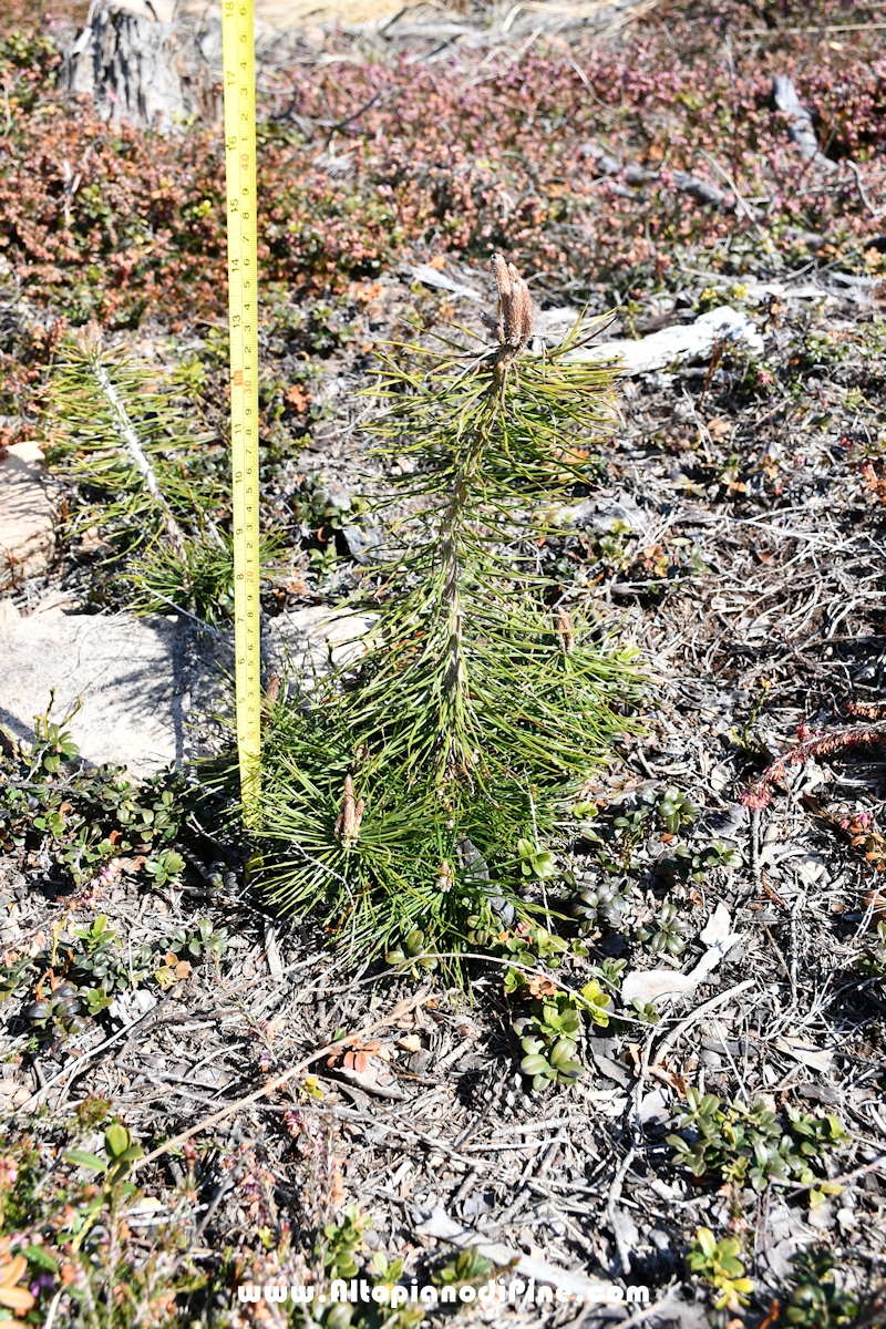 Bosco del Futuro - Tressilla - aprile 2021