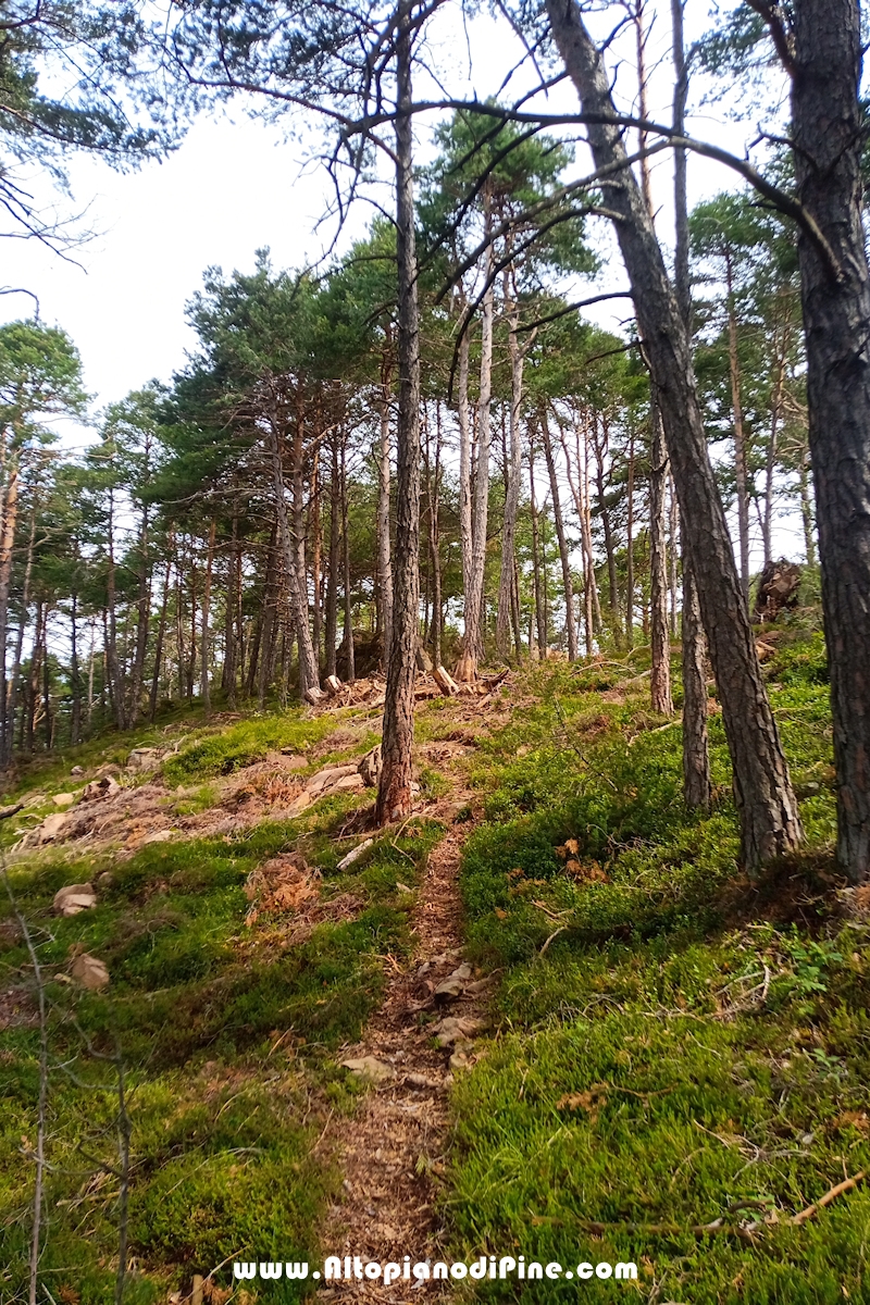 Giro del bosco delle Predolce di Tressilla