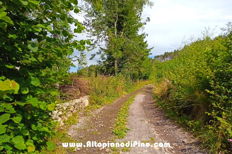 Giro del bosco delle Predolce di Tressilla