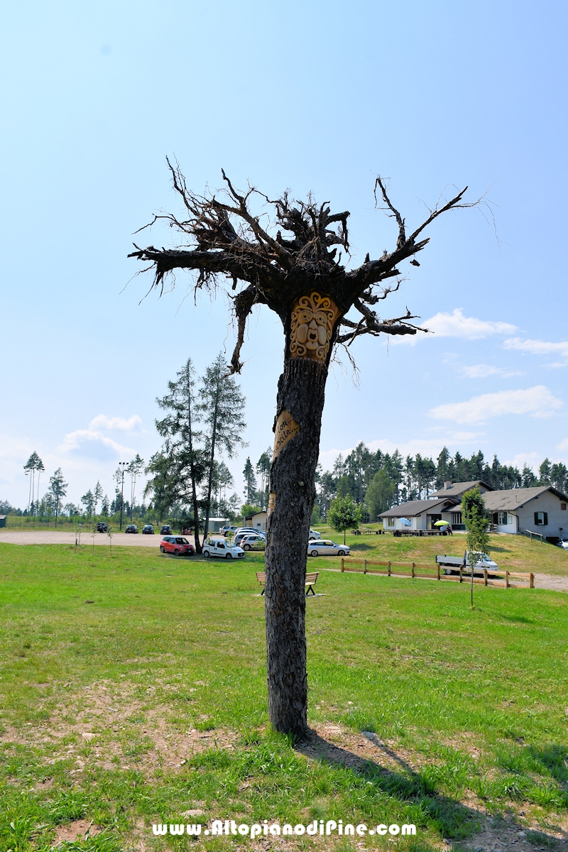 Albero sottosopra - opera di Emilio Picone - Bedolpian luglio 2024