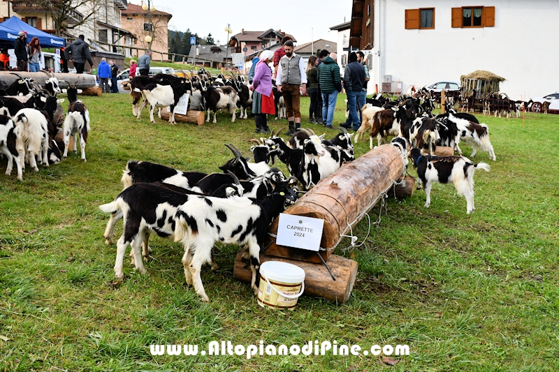 17  mostra provinciale Capra Pezzata Mochena - Centrale di Bedollo 2024