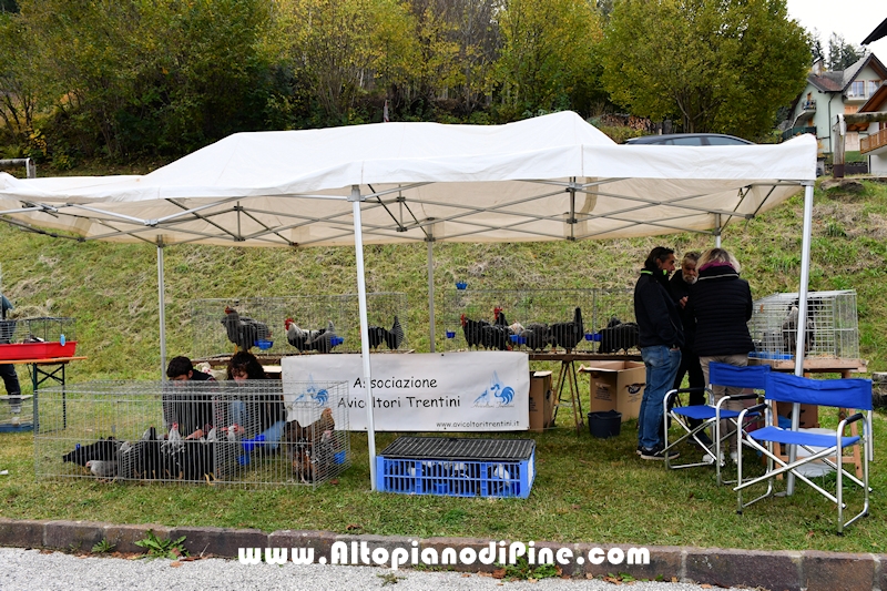 17  mostra provinciale Capra Pezzata Mochena - Centrale di Bedollo 2024