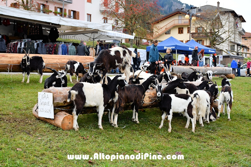 17  mostra provinciale Capra Pezzata Mochena - Centrale di Bedollo 2024