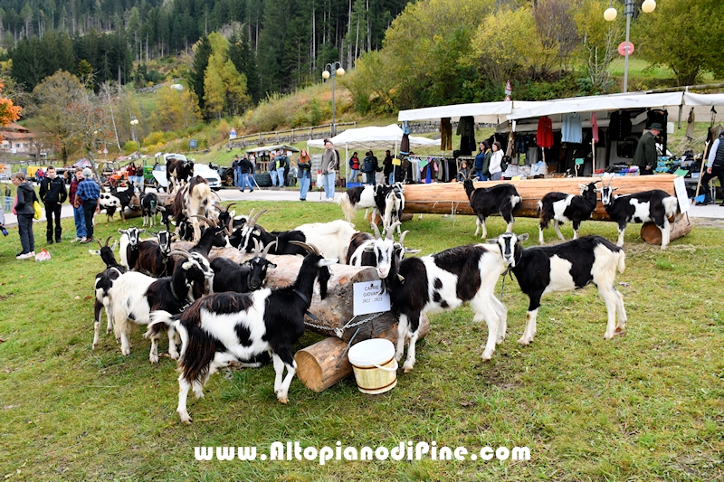 17  mostra provinciale Capra Pezzata Mochena - Centrale di Bedollo 2024