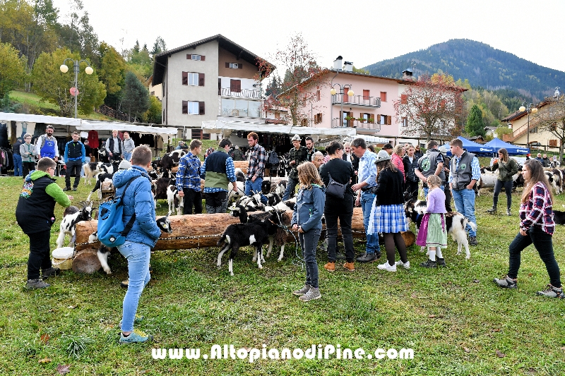 17  mostra provinciale Capra Pezzata Mochena - Centrale di Bedollo 2024