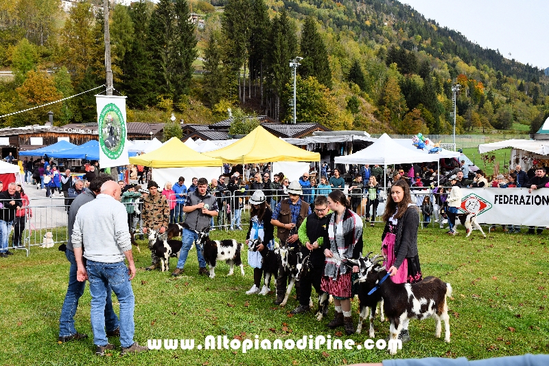 17  mostra provinciale Capra Pezzata Mochena - Centrale di Bedollo 2024