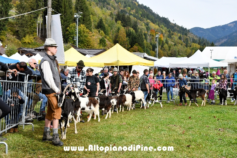 17  mostra provinciale Capra Pezzata Mochena - Centrale di Bedollo 2024