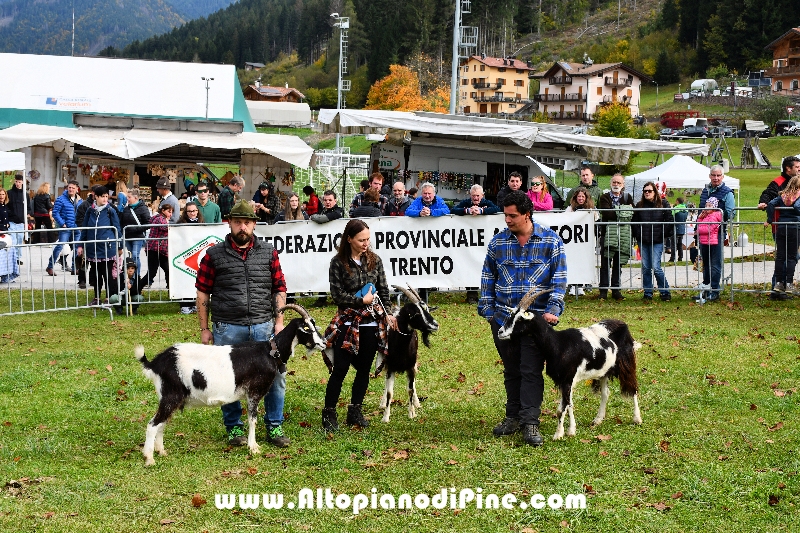 17  mostra provinciale Capra Pezzata Mochena - Centrale di Bedollo 2024