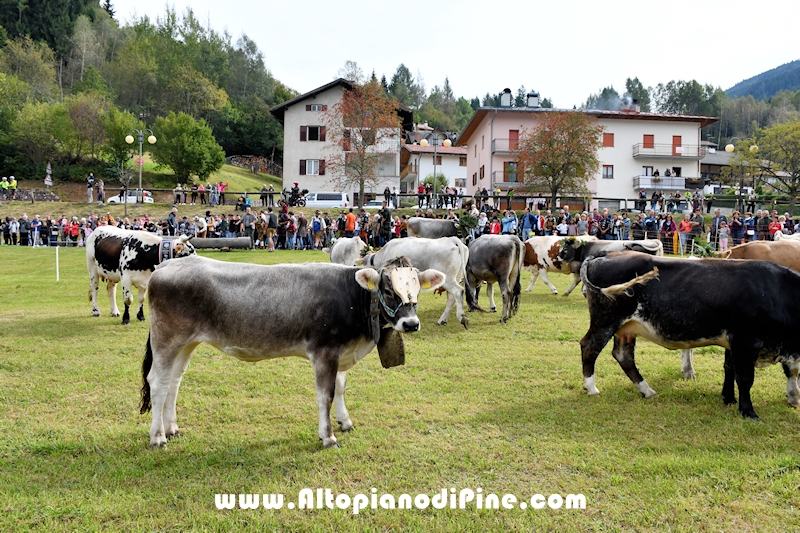 Desmalgada 2024 - Centrale di Bedollo