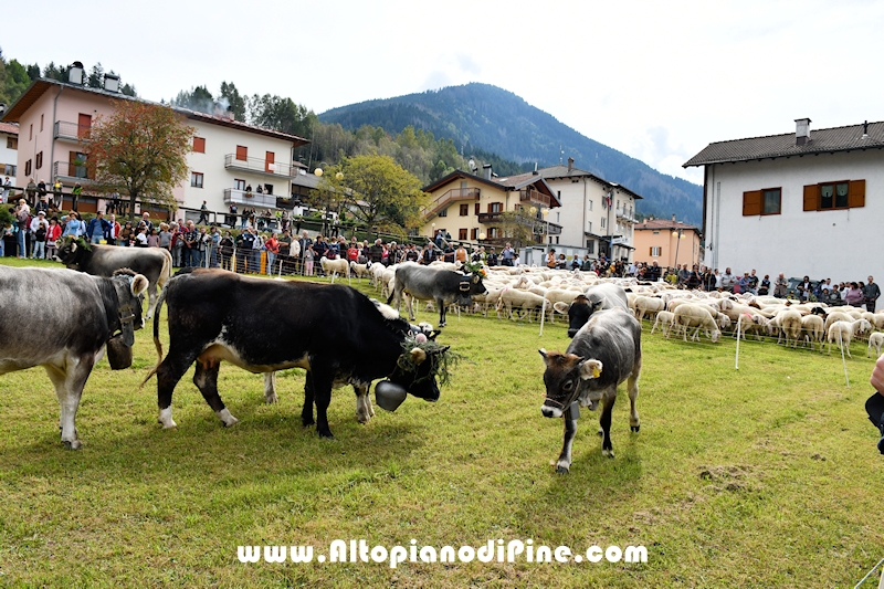 Desmalgada 2024 - Centrale di Bedollo