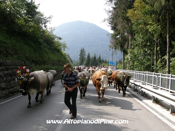 L'arrivo del bestiame a Centrale - Desmalgada 2008
