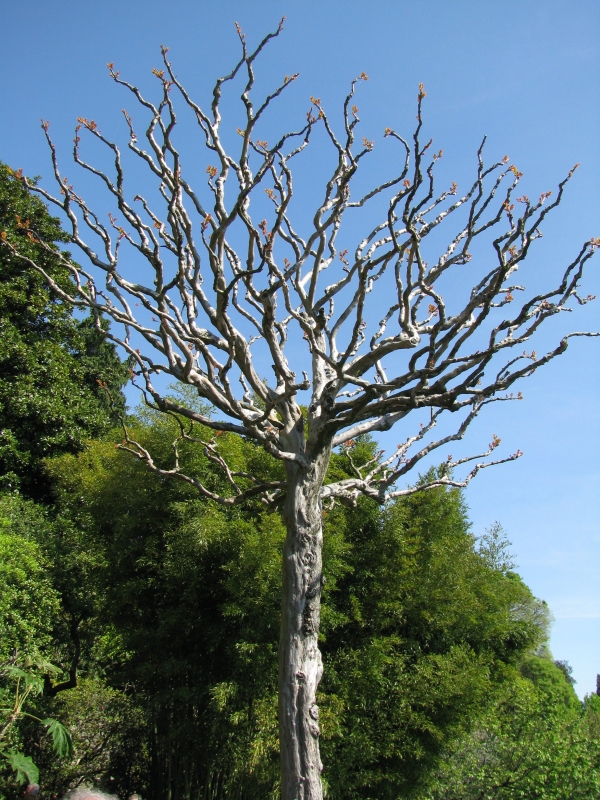 Un albero particolare - foto Bruno Ioriatti