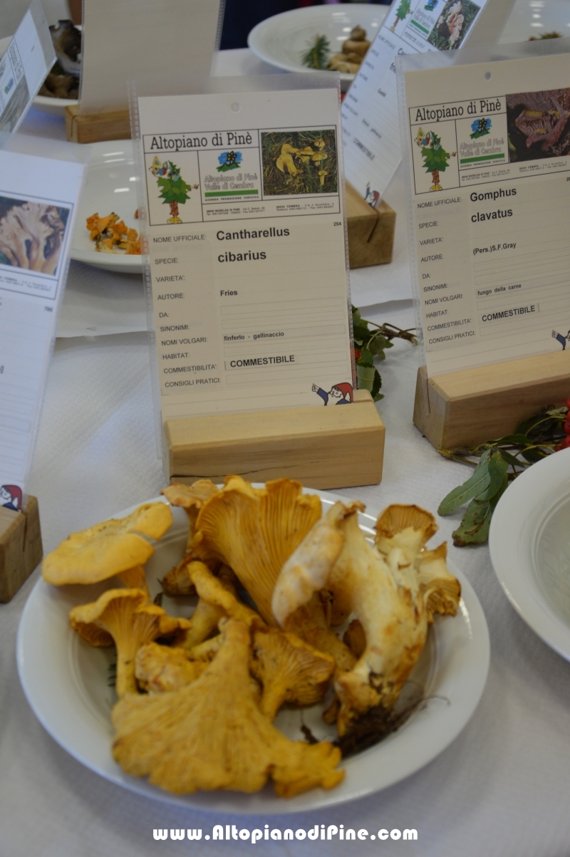 Mostra dei Funghi 2016