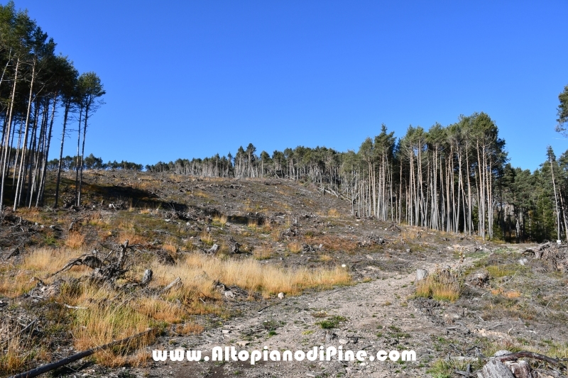 Bosco di Tressilla un anno dopo la tempesta Vaia - ottobre 2019