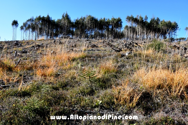 Bosco di Tressilla un anno dopo la tempesta Vaia - ottobre 2019