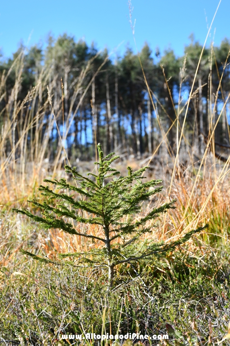 Il futuro bosco di Tressilla - ottobre 2019