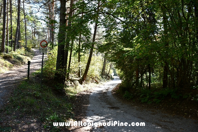 Strada nel bosco di Tressilla  qualche giorno prima di Vaia