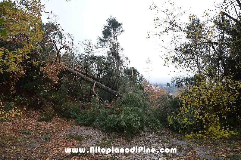 Strada nel bosco di Tressilla  qualche giorno dopo il passaggio di Vaia