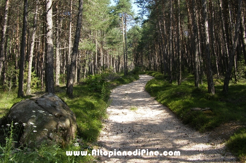 Tressilla  un grande masso ai lati della strada nel bosco (prima di Vaia)