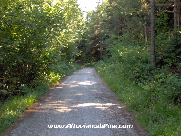 Sternigo - strada che scende dal bosco [fotopercorsi/strada_boscosternigo1.jpg]