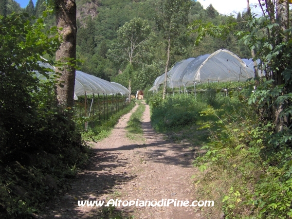 Strada forestale Erla [fotopercorsi/strada_erla-rionegro14.jpg]