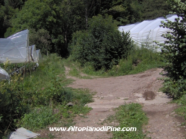 Strada forestale Erla [fotopercorsi/strada_erla-rionegro15.jpg]