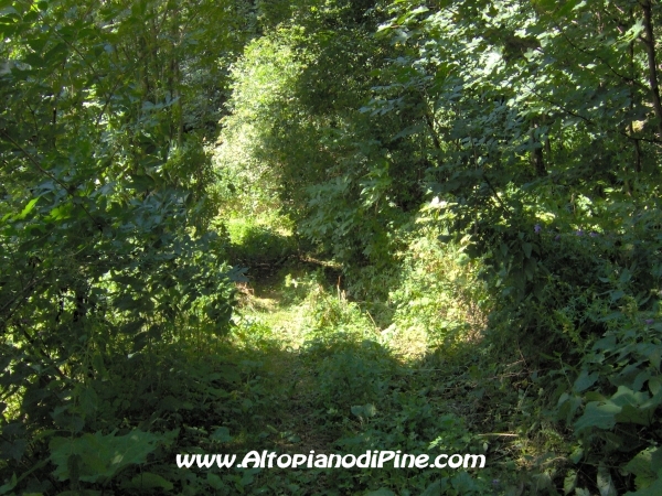 Sentiero per le Cascate del Rio Negro [fotopercorsi/strada_erla-rionegro17.jpg]