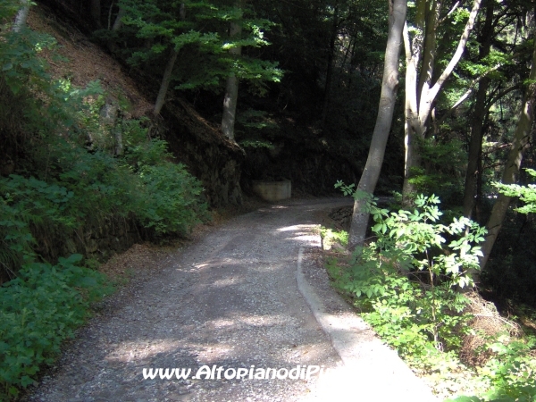 Strada forestale Erla [fotopercorsi/strada_erla-rionegro5.jpg]