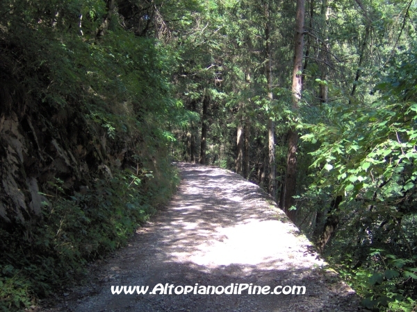 Strada forestale Erla [fotopercorsi/strada_erla-rionegro6.jpg]