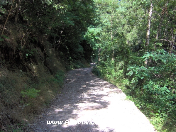 Strada forestale Erla [fotopercorsi/strada_erla-rionegro7.jpg]