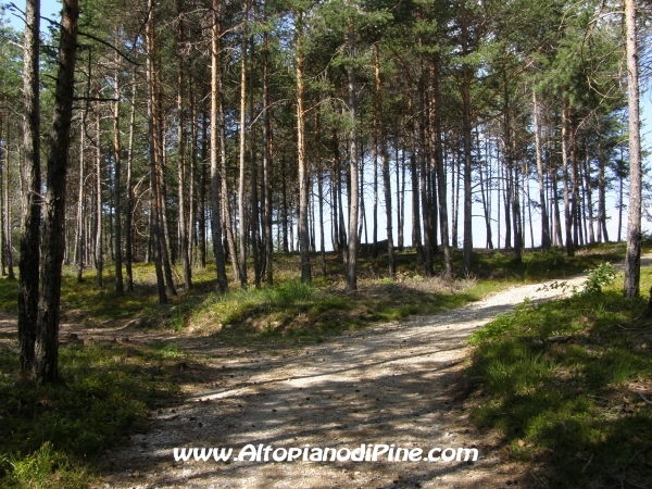 Strada Tressilla-Bellavista [fotopercorsi/strada_tressillabellavista10.jpg]