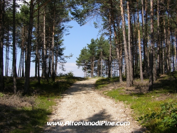 Strada Tressilla-Bellavista [fotopercorsi/strada_tressillabellavista11.jpg]