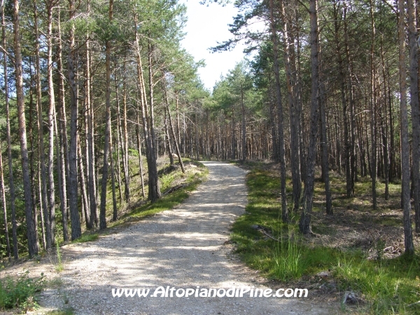 Strada Tressilla-Bellavista [fotopercorsi/strada_tressillabellavista12.jpg]