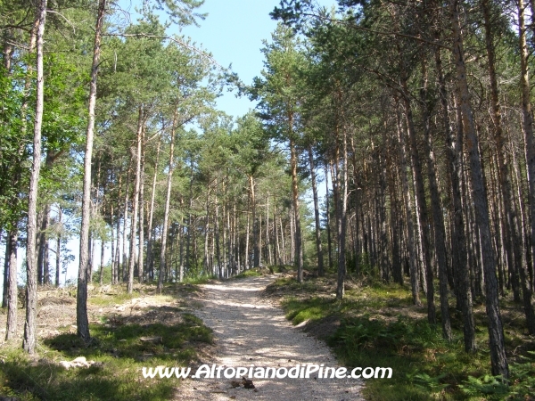 Strada Tressilla-Bellavista [fotopercorsi/strada_tressillabellavista13.jpg]