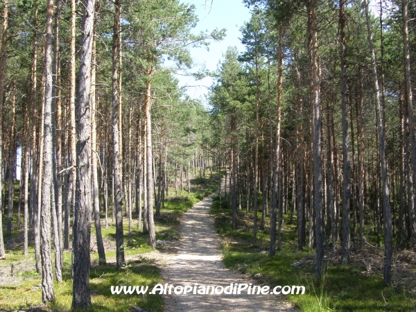 Strada Tressilla-Bellavista [fotopercorsi/strada_tressillabellavista15.jpg]