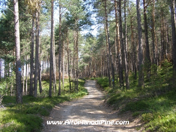 Strada Tressilla-Bellavista [fotopercorsi/strada_tressillabellavista16.jpg]