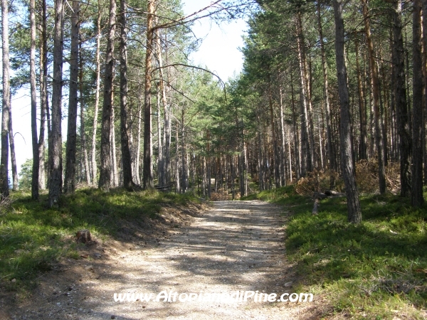 Strada Tressilla-Bellavista [fotopercorsi/strada_tressillabellavista16a.jpg]