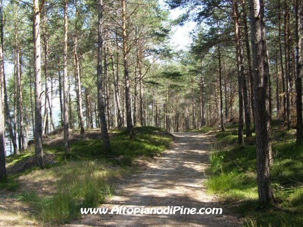 Strada Tressilla-Bellavista [fotopercorsi/strada_tressillabellavista16c.jpg]