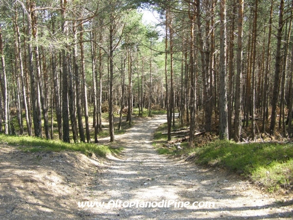 Strada Tressilla-Bellavista [fotopercorsi/strada_tressillabellavista16d.jpg]