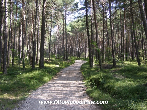 Strada Tressilla-Bellavista [fotopercorsi/strada_tressillabellavista4.jpg]