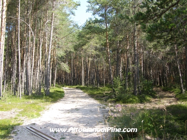 Strada Tressilla-Bellavista [fotopercorsi/strada_tressillabellavista5.jpg]